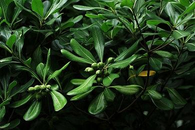 《最终幻想起源》“龙王巴哈姆特的试炼”预告 7月20日上线